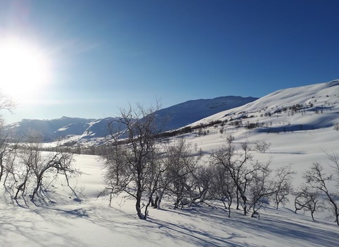 Bilde av rypeterreng på Filefjell, vinter