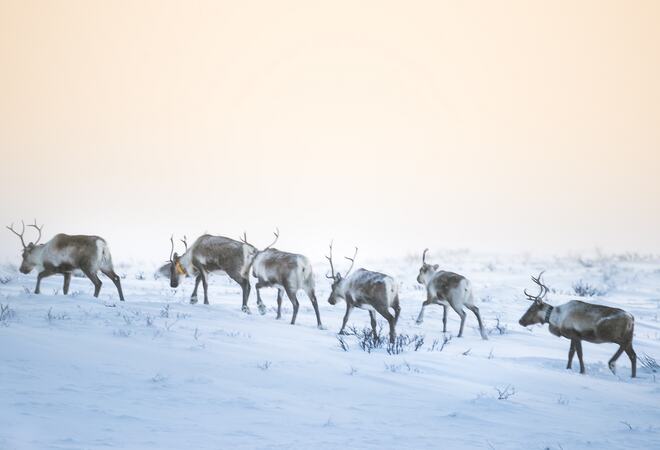 Bilde av reinsdyr