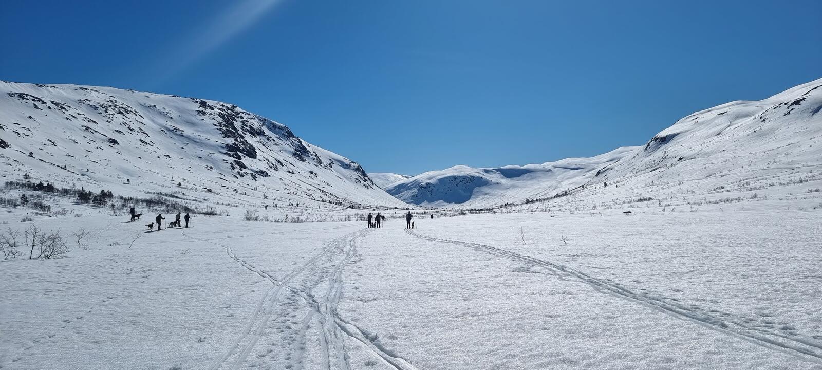 Vinterfjellet med hunder