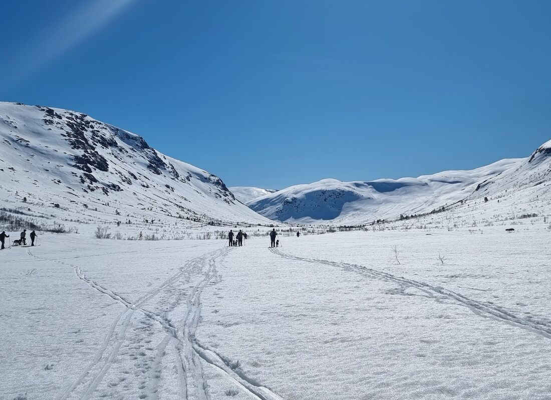 Vinterfjellet med hunder