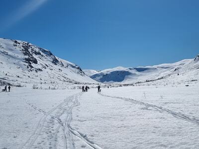 Vinterfjellet med hunder