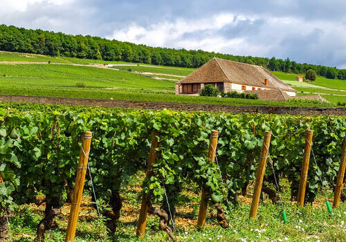 Bildet viser en vingård i Burgund
