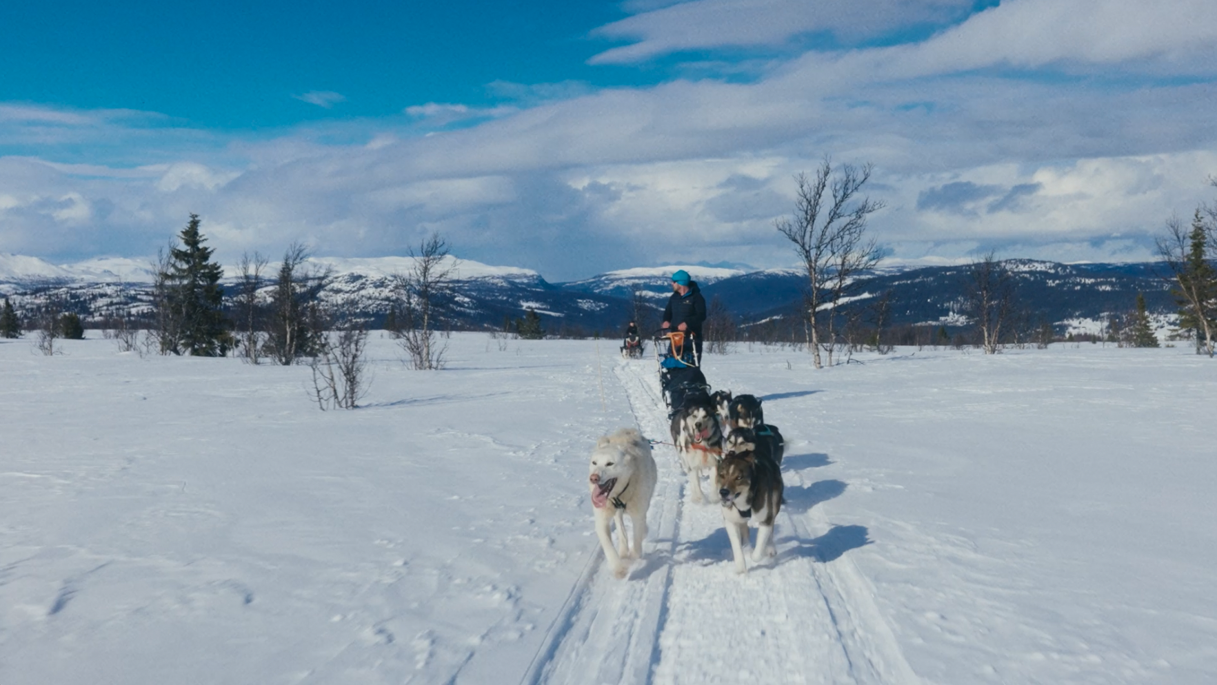 Hundekjøring i vinternatur i Gausdal