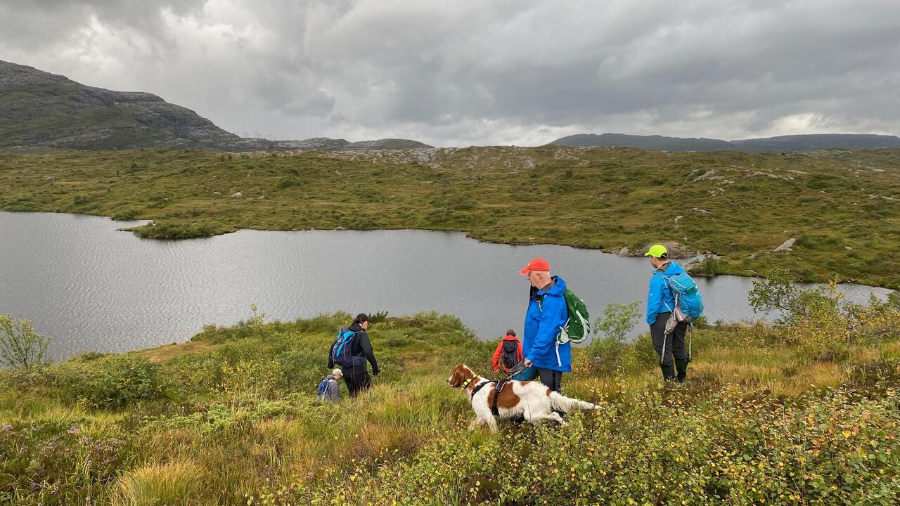 Føring av hund i fjellet på Kvamskogen