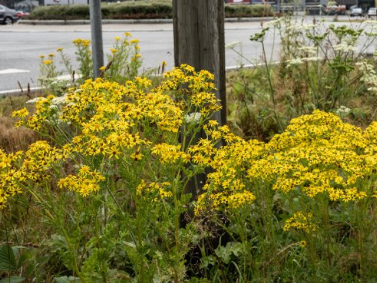 Planten Landøyde.