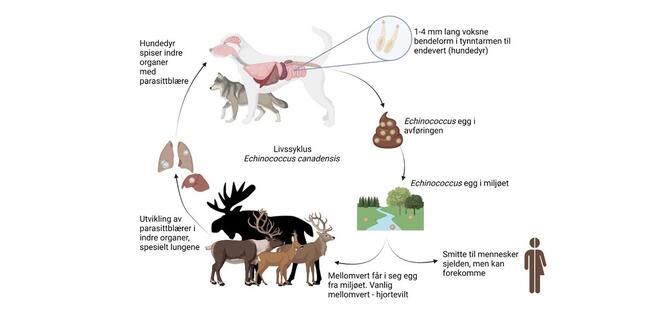 Prosjekt Elgmark Illustrasjon: Veterinærinstituttet