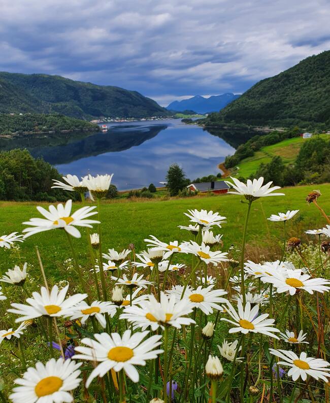 Foto: Naturbilde over Valsøyfjord