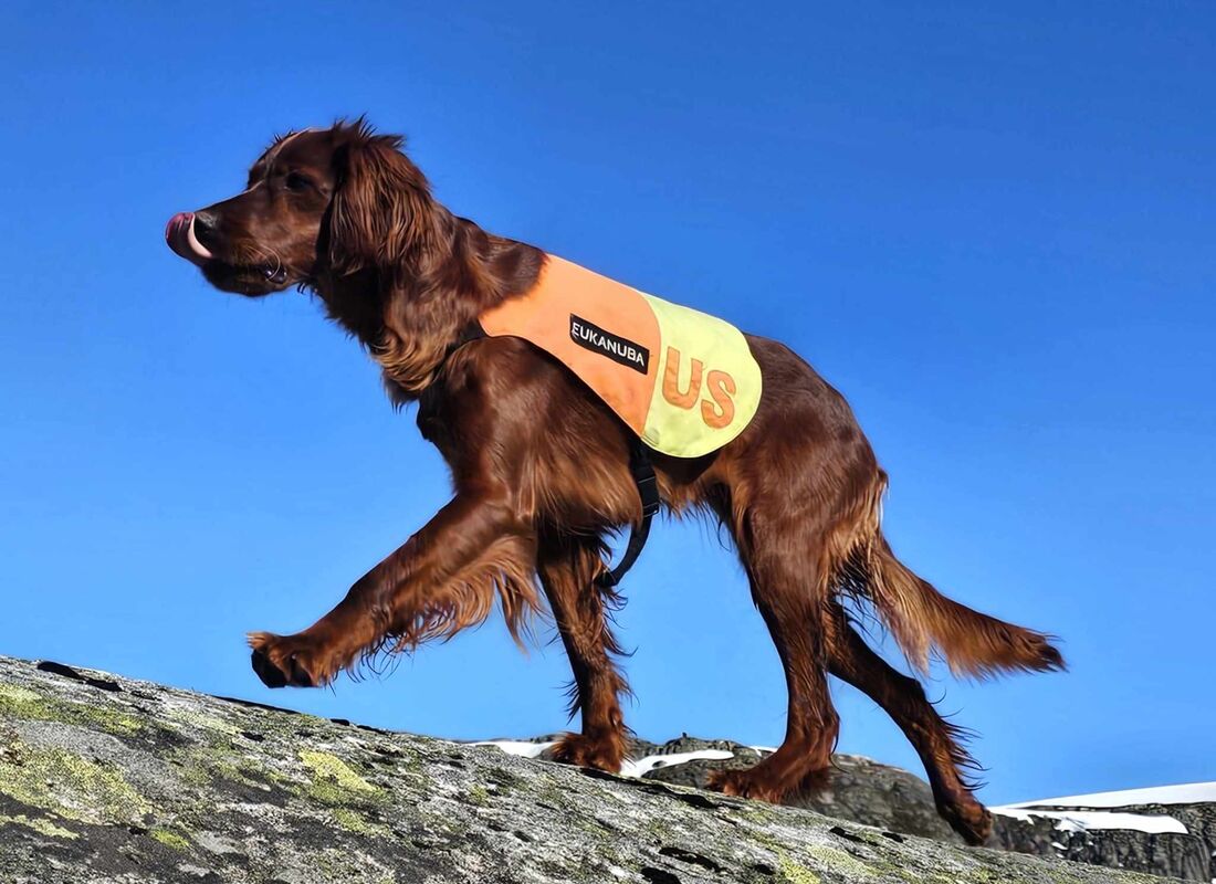 Årets hund 2024 - Gullhundvinner og vinner UK