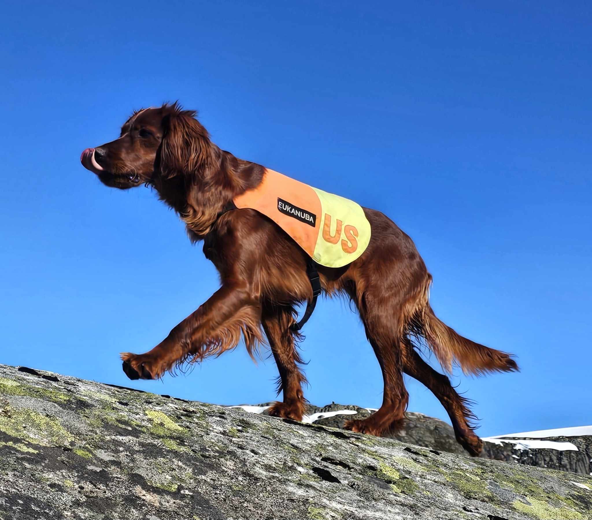 Årets hund 2024 - Gullhundvinner og vinner UK