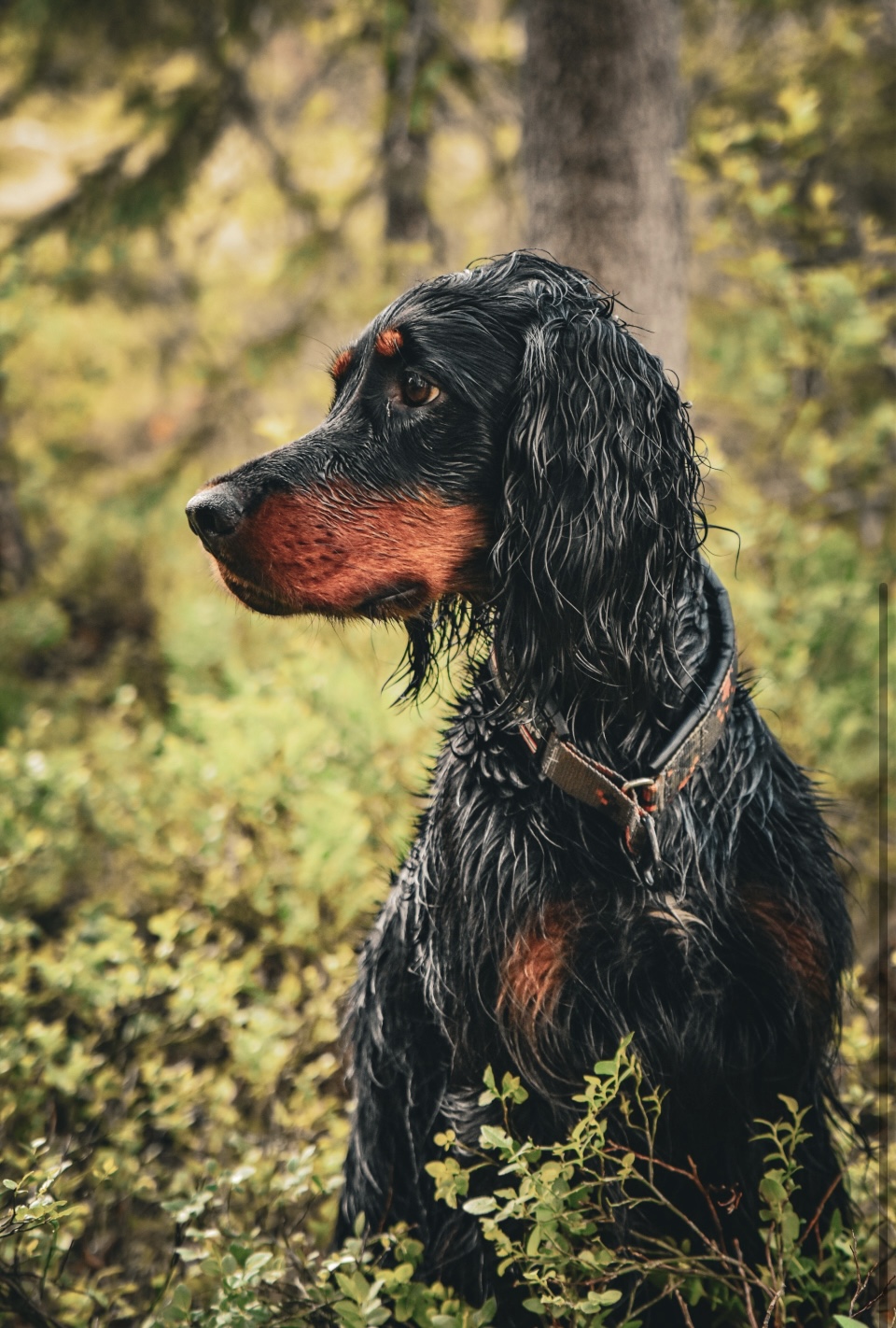 Årets hund 2024 - vinner AK