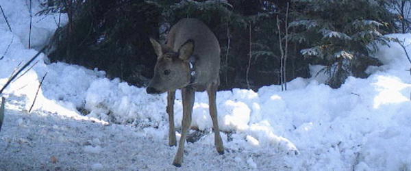 Rådyret er merket med et halsbånd som veier halvparten så mye som den gamle typen. Hvert 20. minutt sender det informasjon om hvor rådyret befinner seg. Foto: Viltkamera.nina.no