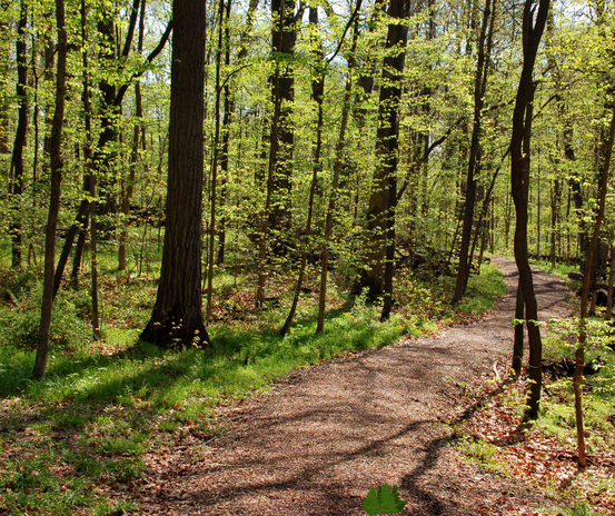 Bilde av skog