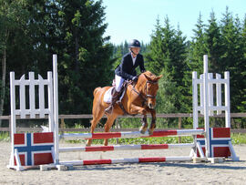 70 cm 1 plass Bakkebruno