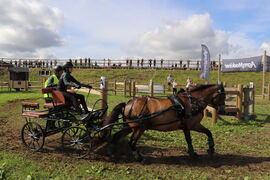 Drevlands Trym og Lilly Johanne Winterseth