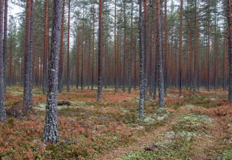 Furuskog