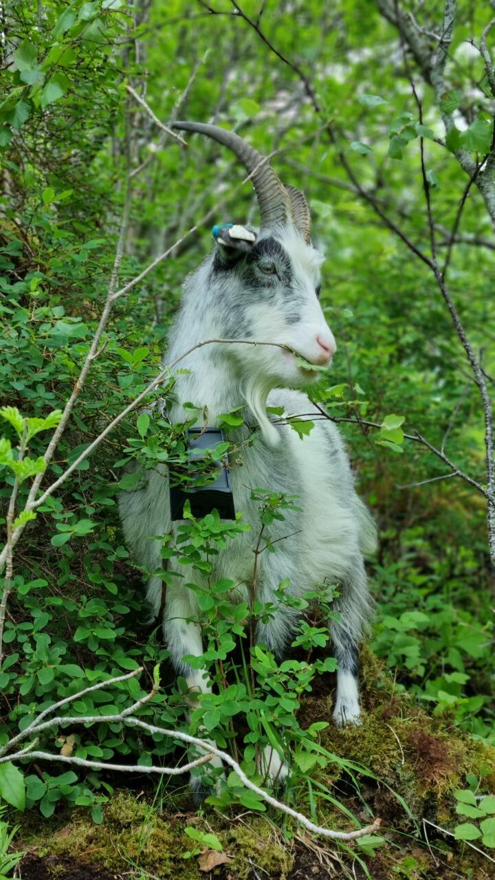 Bilde av geit som beiter på kvister i skogen.