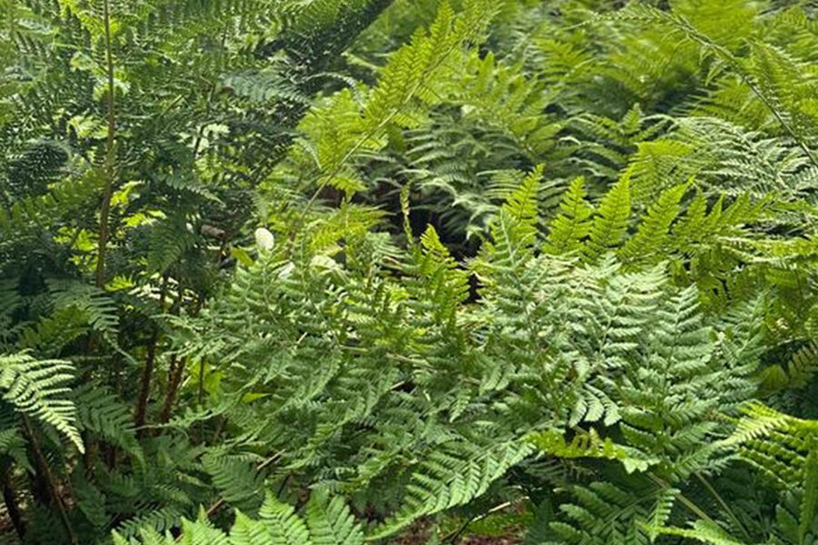 Sirkulær økonomi er en av løsningene for å bevare naturen Standard Norge