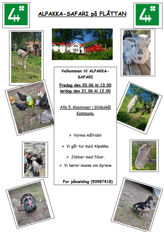 alpakkasafari
