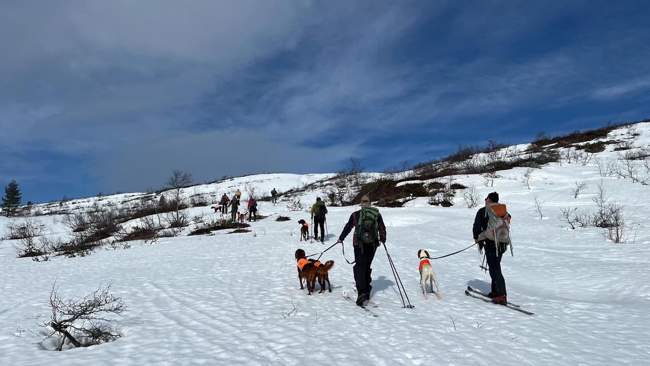 Bilde av parti med hunder og førerer UK/AK Mjølfjell 2025 søndag