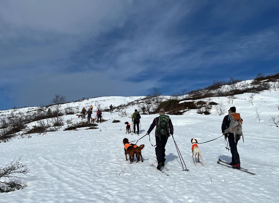 Bilde av parti med hunder og førerer UK/AK Mjølfjell 2025 søndag