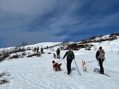 Bilde av parti med hunder og førerer UK/AK Mjølfjell 2025 søndag