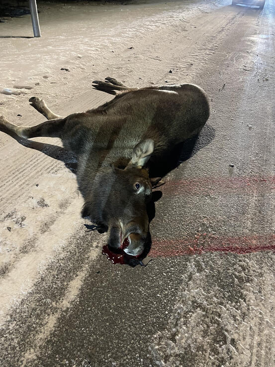 Foto: Linn K.Pedersen