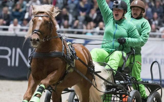 Bjørke Burre i kjøring på Oslo Horse Show