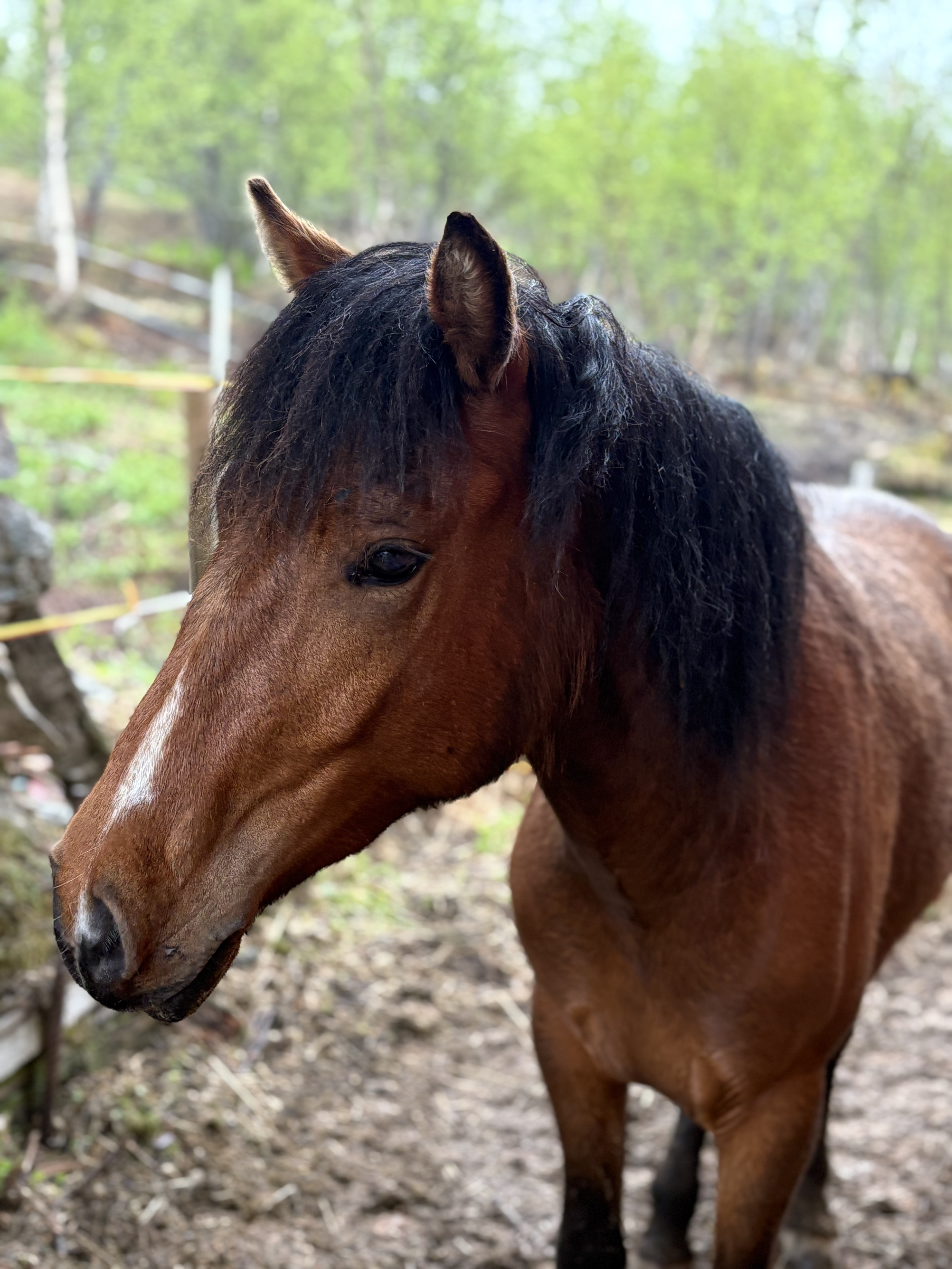 Nyengets stormende Jubel
