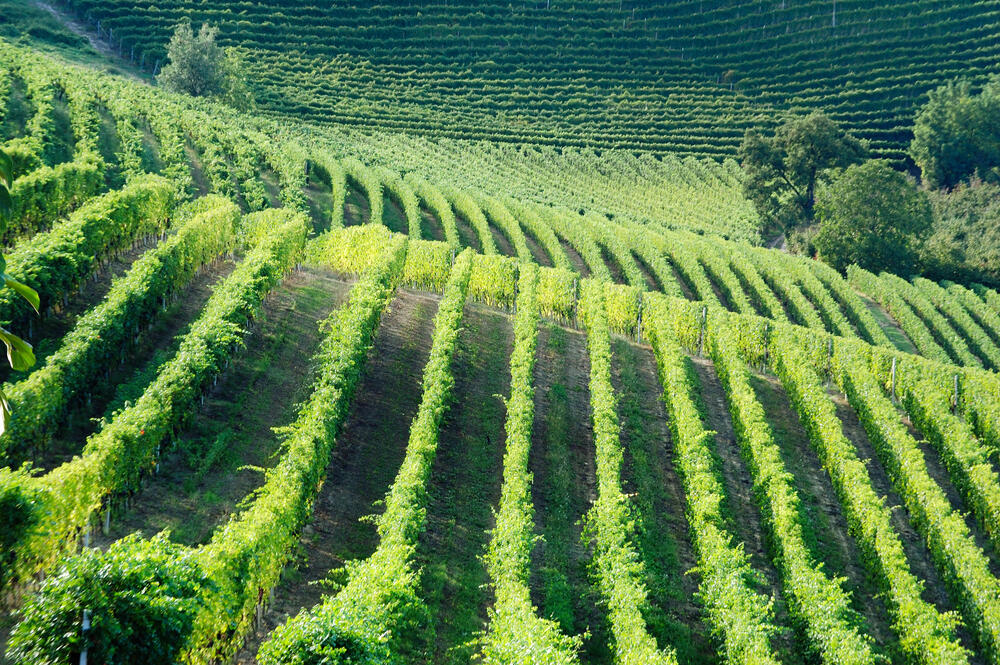 Foto av vinåker fra Piemonte