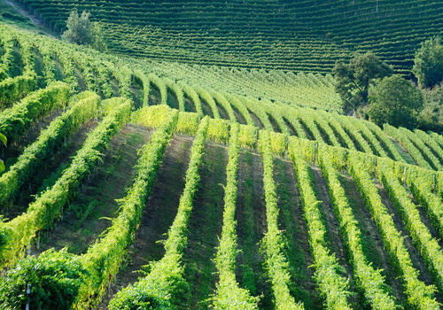 Foto av vinåker fra Piemonte