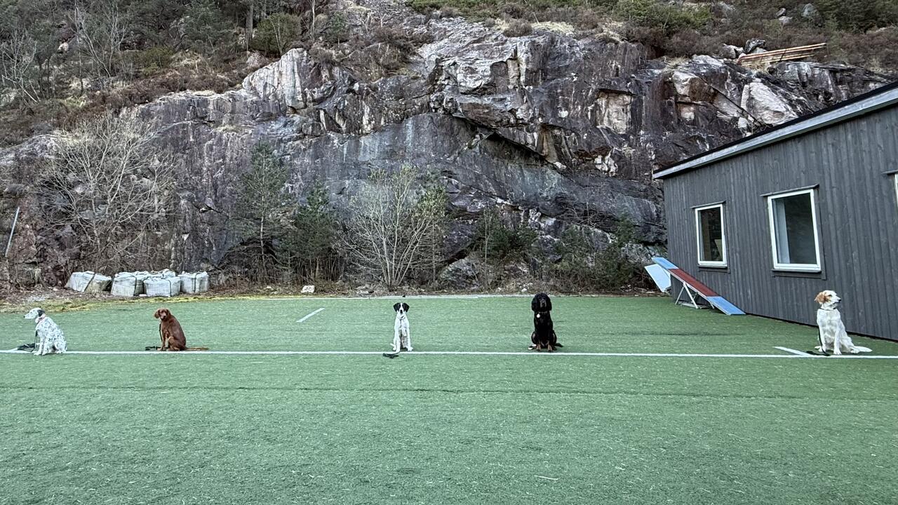 VFK Dressurkurs vår 2026