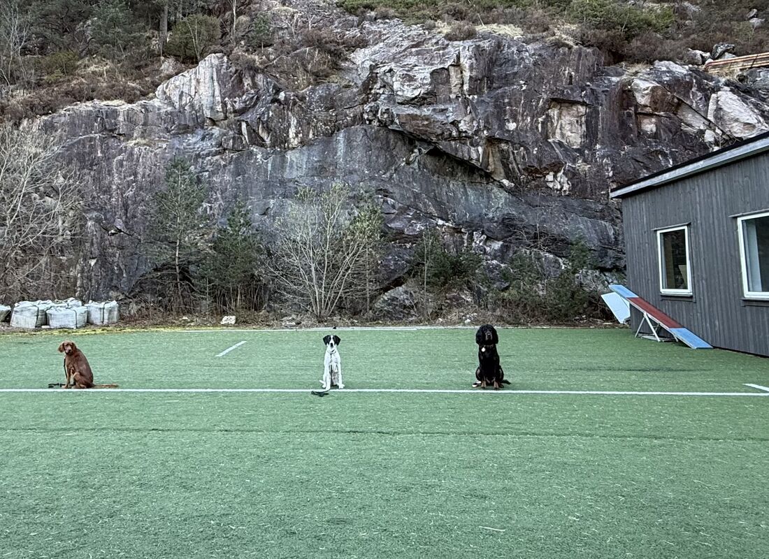 VFK Dressurkurs vår 2026