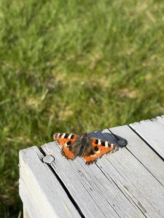Sommerfugl