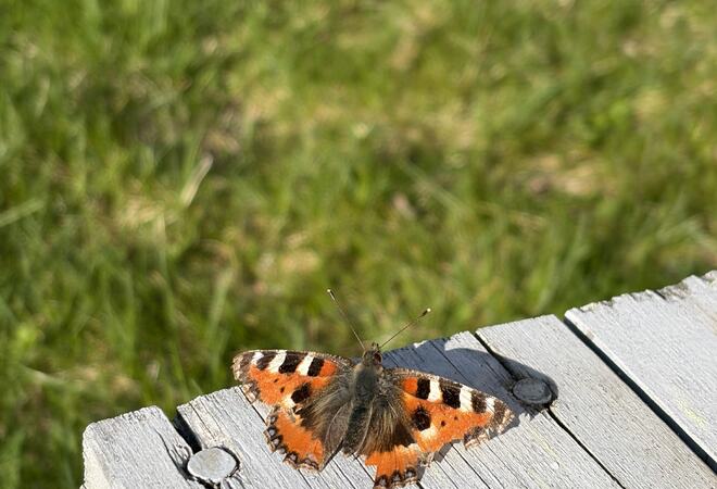 Sommerfugl