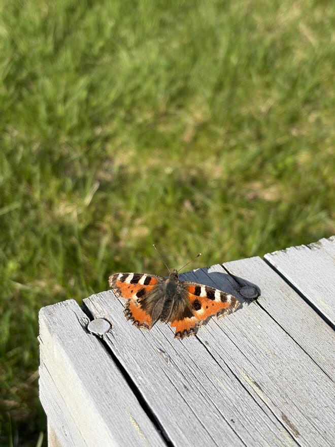 Sommerfugl
